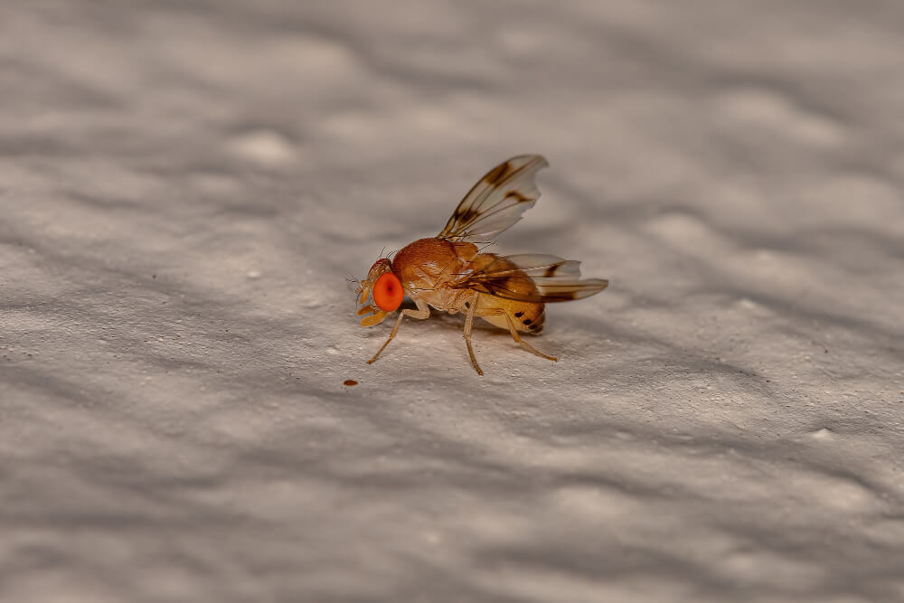 How to Get Rid of Fruit Flies in Kitchen Sink